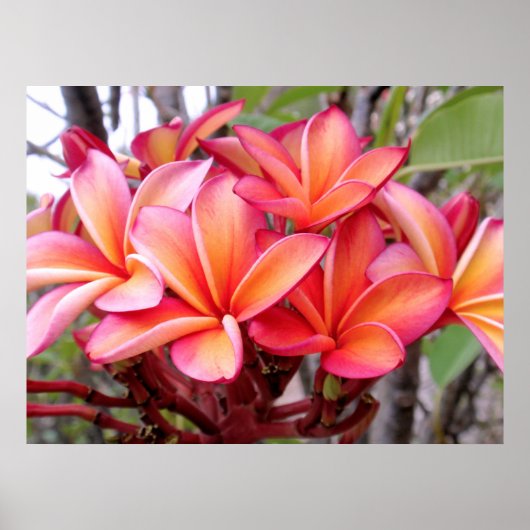 Poster Plumeria hawaïenne (Devant)