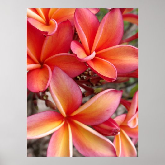 Poster Plumeria hawaïenne (Devant)