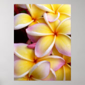 Poster Plumeria hawaïenne (Devant)