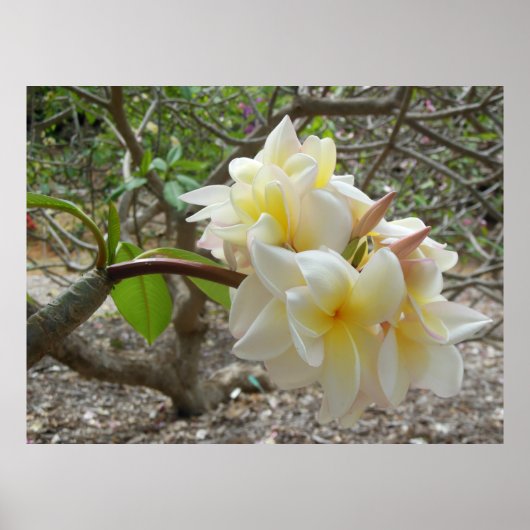 Poster Plumeria hawaïenne (Devant)