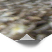 Poster Plumeria hawaïenne (Coin)