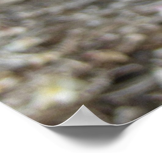 Poster Plumeria hawaïenne (Coin)