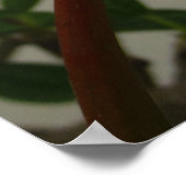 Poster Plumeria hawaïenne (Coin)