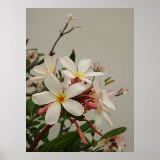 Poster Plumeria hawaïenne (Devant)