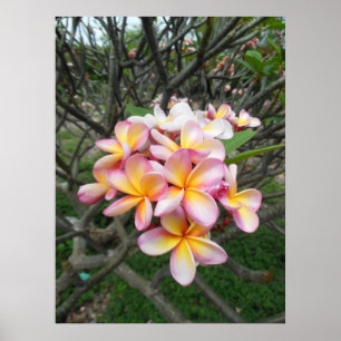Poster Plumeria hawaïenne