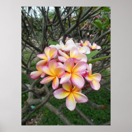 Poster Plumeria hawaïenne (Devant)