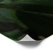 Poster Plumeria hawaïenne (Coin)