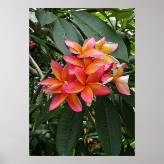 Poster Plumeria hawaïenne (Devant)