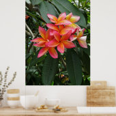 Poster Plumeria hawaïenne (Cuisine)