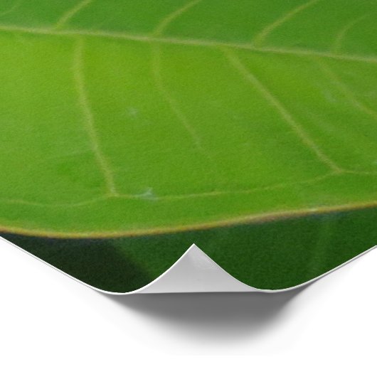 Poster Plumeria hawaïenne (Coin)