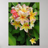 Poster Plumeria hawaïenne (Devant)