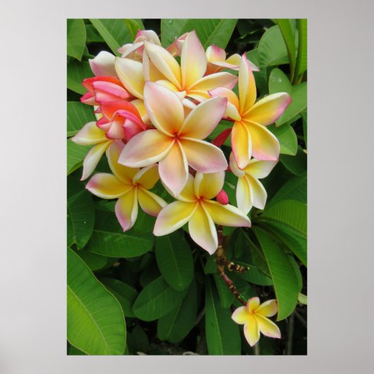 Poster Plumeria hawaïenne (Devant)