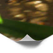 Poster Plumeria hawaïenne (Coin)