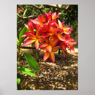 Poster Plumeria hawaïenne