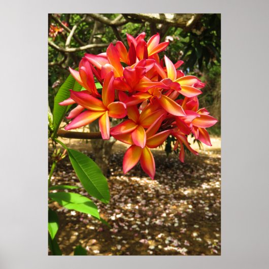 Poster Plumeria hawaïenne (Devant)