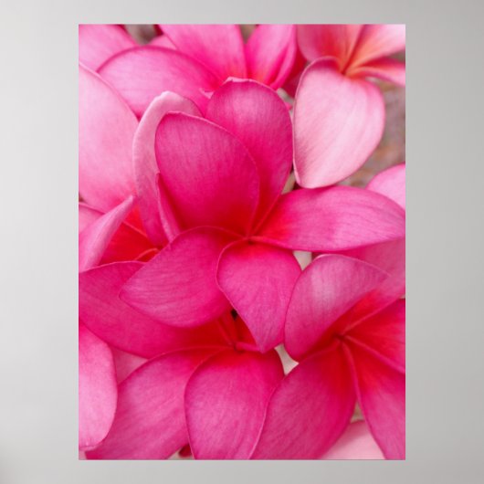 Poster Plumeria hawaïenne (Devant)