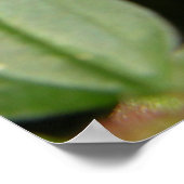 Poster Plumeria hawaïenne rose (Coin)