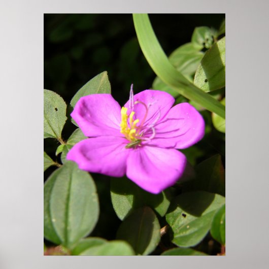Poster Plumeria hawaïenne rose (Devant)