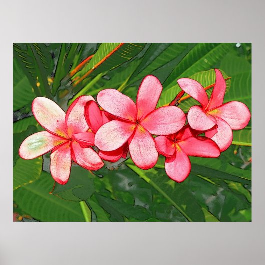Poster Plumeria rose (Devant)