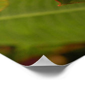 Poster Plumeria rose (Coin)