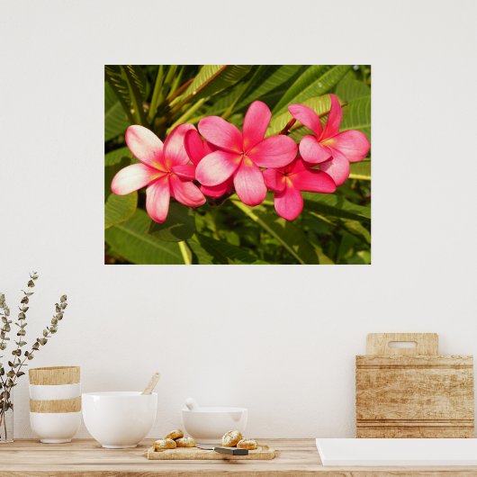 Poster Plumeria rose (Cuisine)