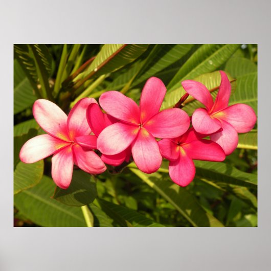 Poster Plumeria rose (Devant)