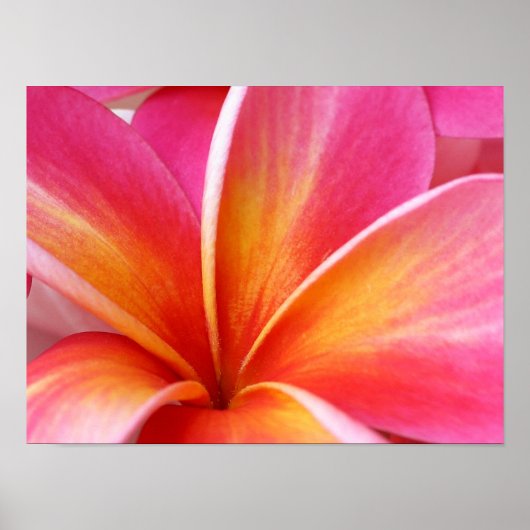 Poster Plumeria rose Frangipani Hawaii Fleur Hawaii Hawai (Devant)