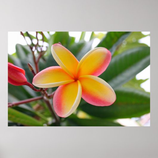 Poster Plumeria rouge et jaune 1 (Devant)