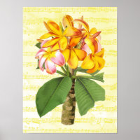 Plumeria vintage sur la musique