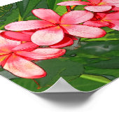 Poster Plumerias (Coin)
