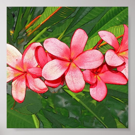 Poster Plumerias (Devant)