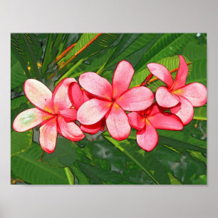 Poster Plumerias pink 