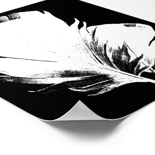 Poster Plumes (Coin)