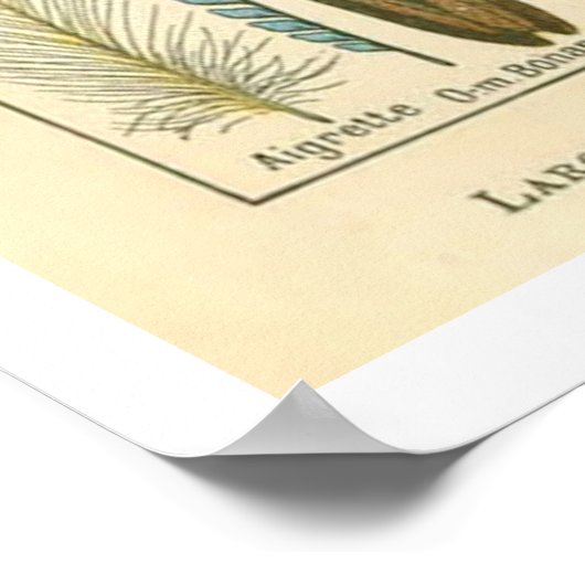 Poster Plumes (Hoek)