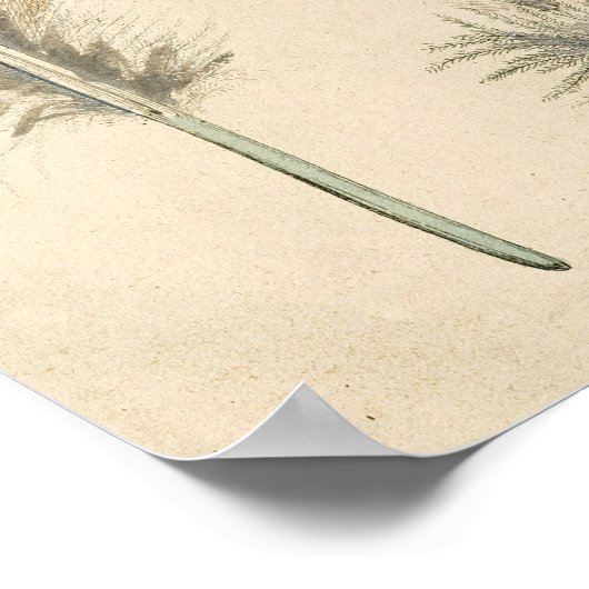 Poster Plumes (Coin)