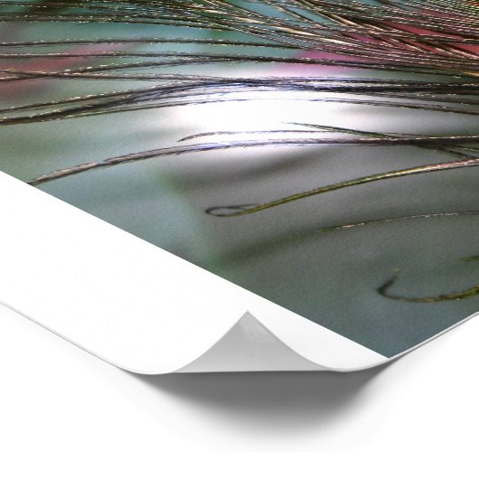 Poster Plumes (Coin)