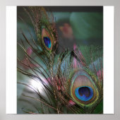 Poster Plumes (Devant)