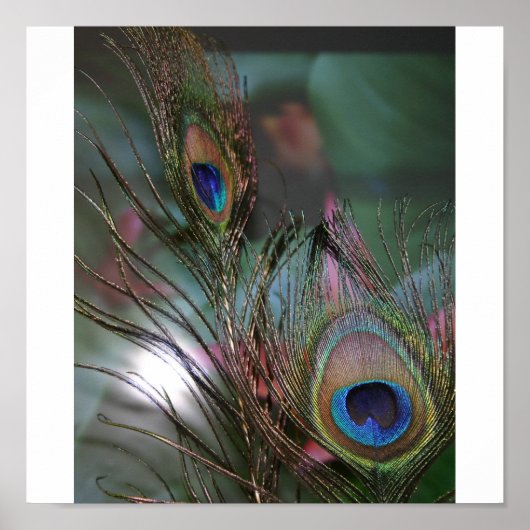 Poster Plumes (Devant)