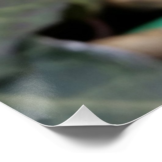 Poster plumes congelées (Coin)