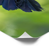 Poster Plumes d'acier. Quiscale (Coin)