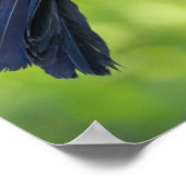 Poster Plumes d'acier. Quiscale (Coin)