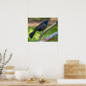 Poster Plumes d'acier. Quiscale (Cuisine)