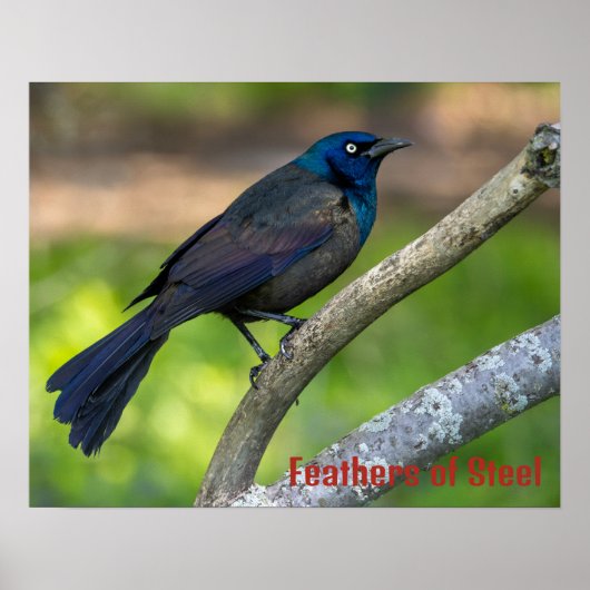 Poster Plumes d'acier. Quiscale (Devant)