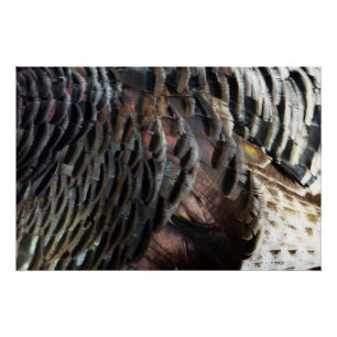 Poster Plumes de Dindon Sauvage I Design Abstrait de la N