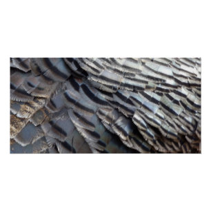 Poster Plumes de Dindon Sauvage II Design Abstrait de la