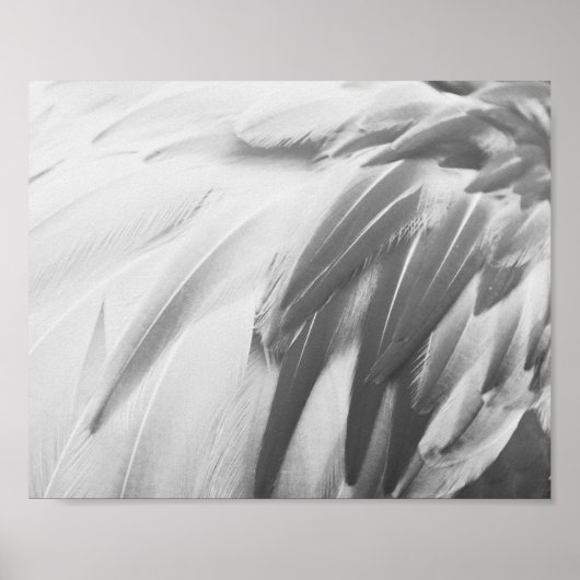 Poster Plumes de Flamant rose monochrome Art imprimable (Devant)