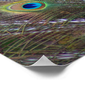 Poster Plumes de paon (Coin)