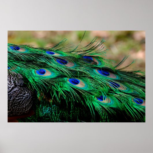 Poster Plumes de paon (Devant)