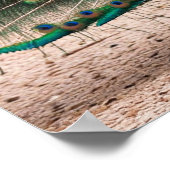 Poster Plumes de paon (Coin)