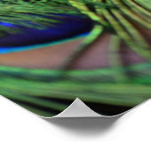 Poster Plumes de paon (Coin)